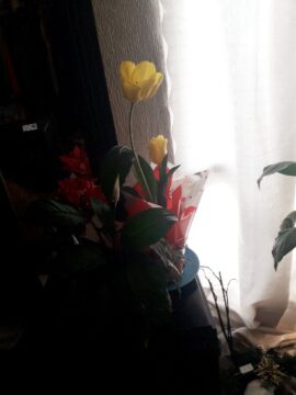 Imágenes para rendir homenaje a persona finada, estas pueden variar en su contenido.