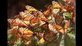 Imágenes para rendir homenaje a persona finada, estas pueden variar en su contenido.