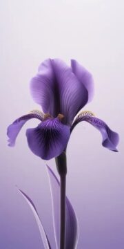 Imágenes para rendir homenaje a persona finada, estas pueden variar en su contenido.