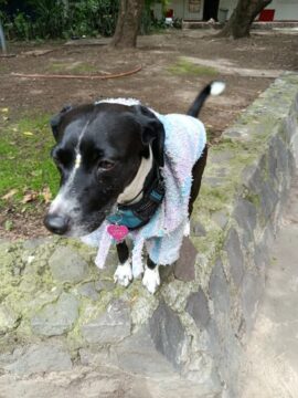 Imágenes para rendir homenaje a persona finada, estas pueden variar en su contenido.