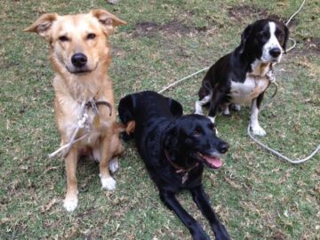 Imágenes para rendir homenaje a persona finada, estas pueden variar en su contenido.