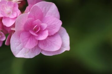 Imágenes para rendir homenaje a persona finada, estas pueden variar en su contenido.