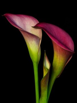 Imágenes para rendir homenaje a persona finada, estas pueden variar en su contenido.