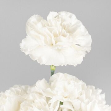 Imágenes para rendir homenaje a persona finada, estas pueden variar en su contenido.