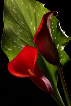 Imágenes para rendir homenaje a persona finada, estas pueden variar en su contenido.