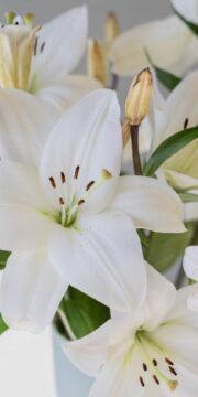 Imágenes para rendir homenaje a persona finada, estas pueden variar en su contenido.