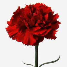 Imágenes para rendir homenaje a persona finada, estas pueden variar en su contenido.