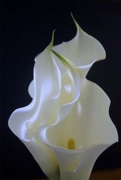 Imágenes para rendir homenaje a persona finada, estas pueden variar en su contenido.