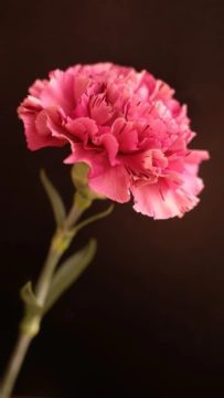 Imágenes para rendir homenaje a persona finada, estas pueden variar en su contenido.